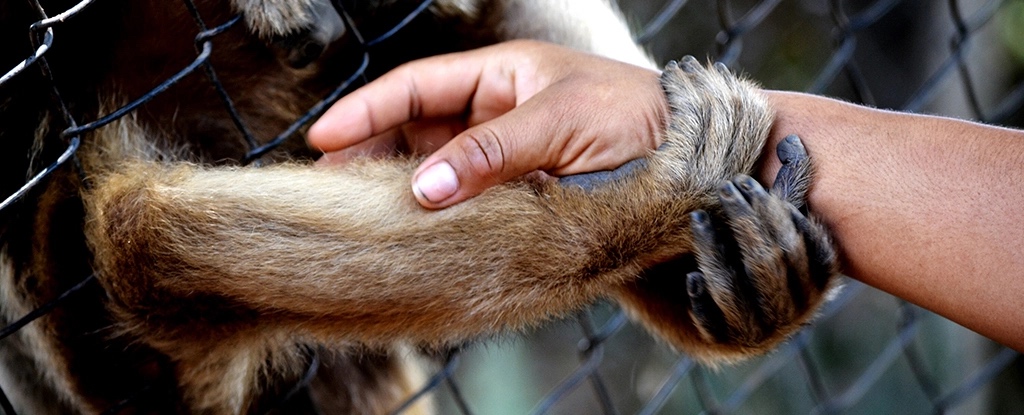 Quando a pandemia chegou, os zoológicos fecharam e os animais começaram a agir de maneira diferente: ScienceAlert