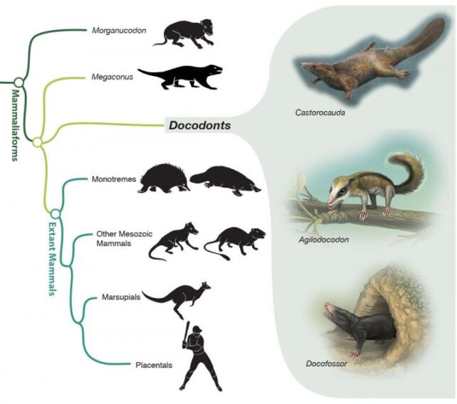 Árvore evolutiva mostrando como os mamíferos modernos se ramificaram de seus parentes agora extintos.