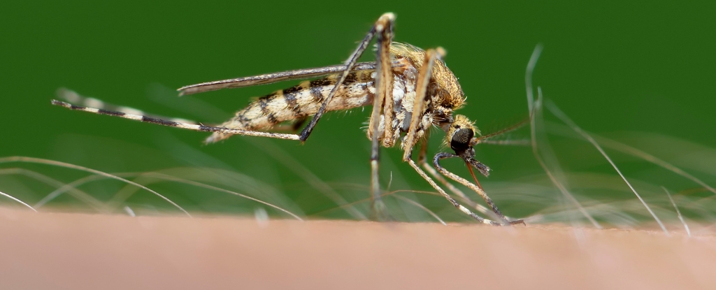 Relatados os primeiros casos de 'febre da preguiça' nos EUA devido ao vírus Oropouche: ScienceAlert