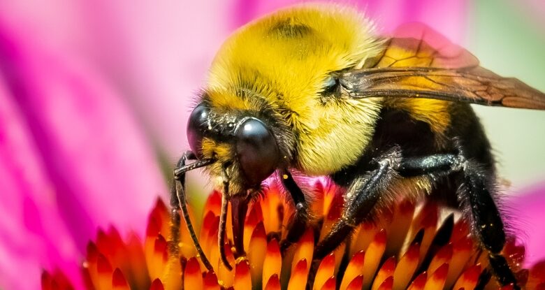 Surpreendentemente, alguns zangões podem sobreviver debaixo d'água por uma semana: ScienceAlert