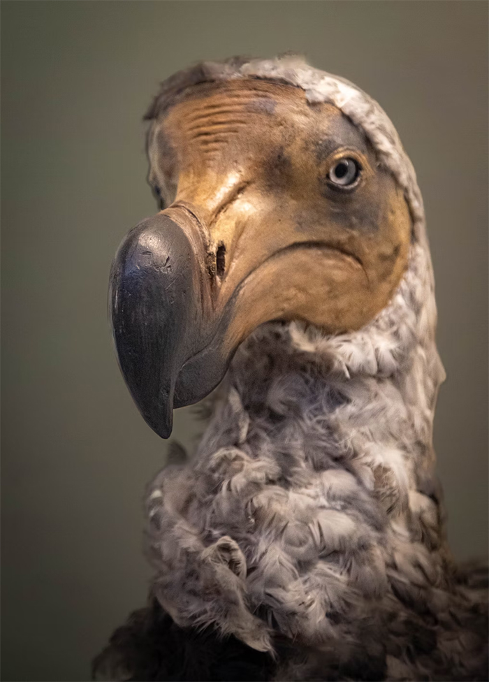 Close-up do modelo de um dodô no museu de história natural de Londres