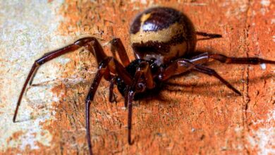 Uma aranha foi filmada comendo uma megera, e você não pode deixar de ver isso: ScienceAlert