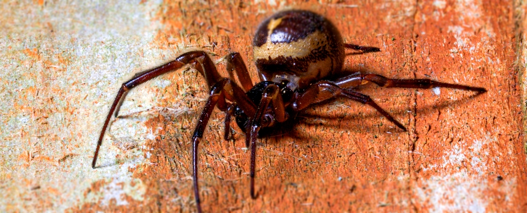 Uma aranha foi filmada comendo uma megera, e você não pode deixar de ver isso: ScienceAlert