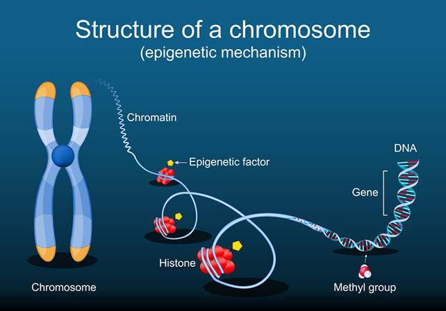 Diagrama mostrando a estrutura de nossas moléculas genéticas do cromossomo ao DNA, incluindo metilação