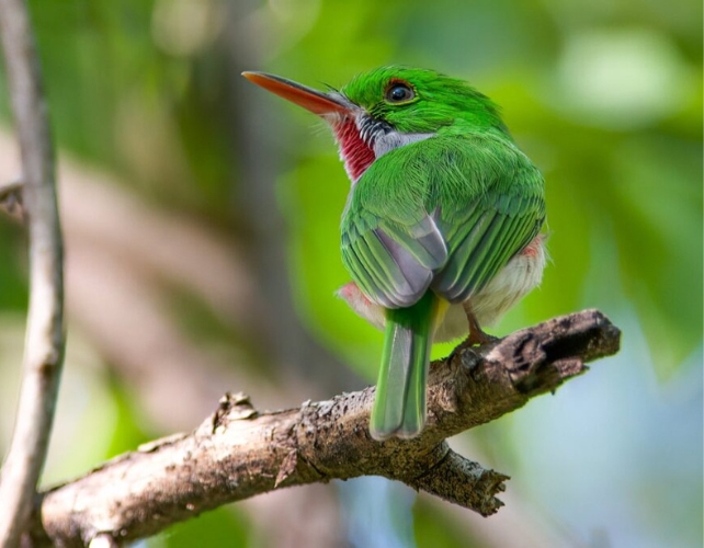 um pássaro verde brilhante com bico vermelho