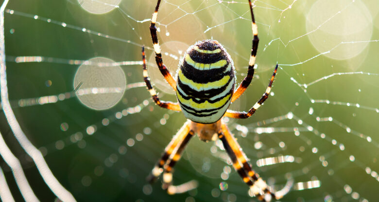 O mistério do olfato das aranhas pode finalmente ser resolvido em novo estudo: ScienceAlert