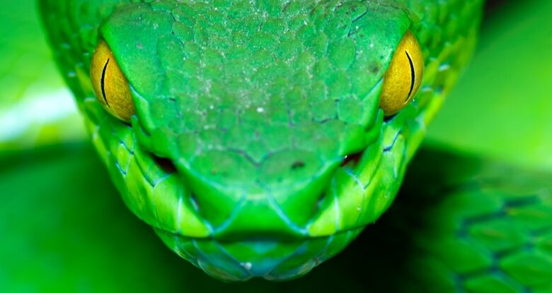 Uma coisa sobre as cobras desencadeia um instinto poderoso em primatas: ScienceAlert