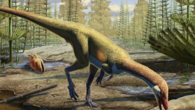 A descoberta de fósseis reescreve a história global dos dinossauros: ScienceAlert