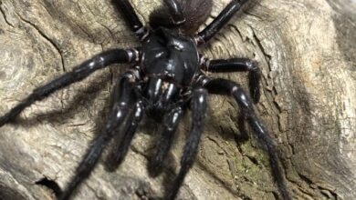 A aranha mais mortal do mundo guarda um segredo assassino: ScienceAlert