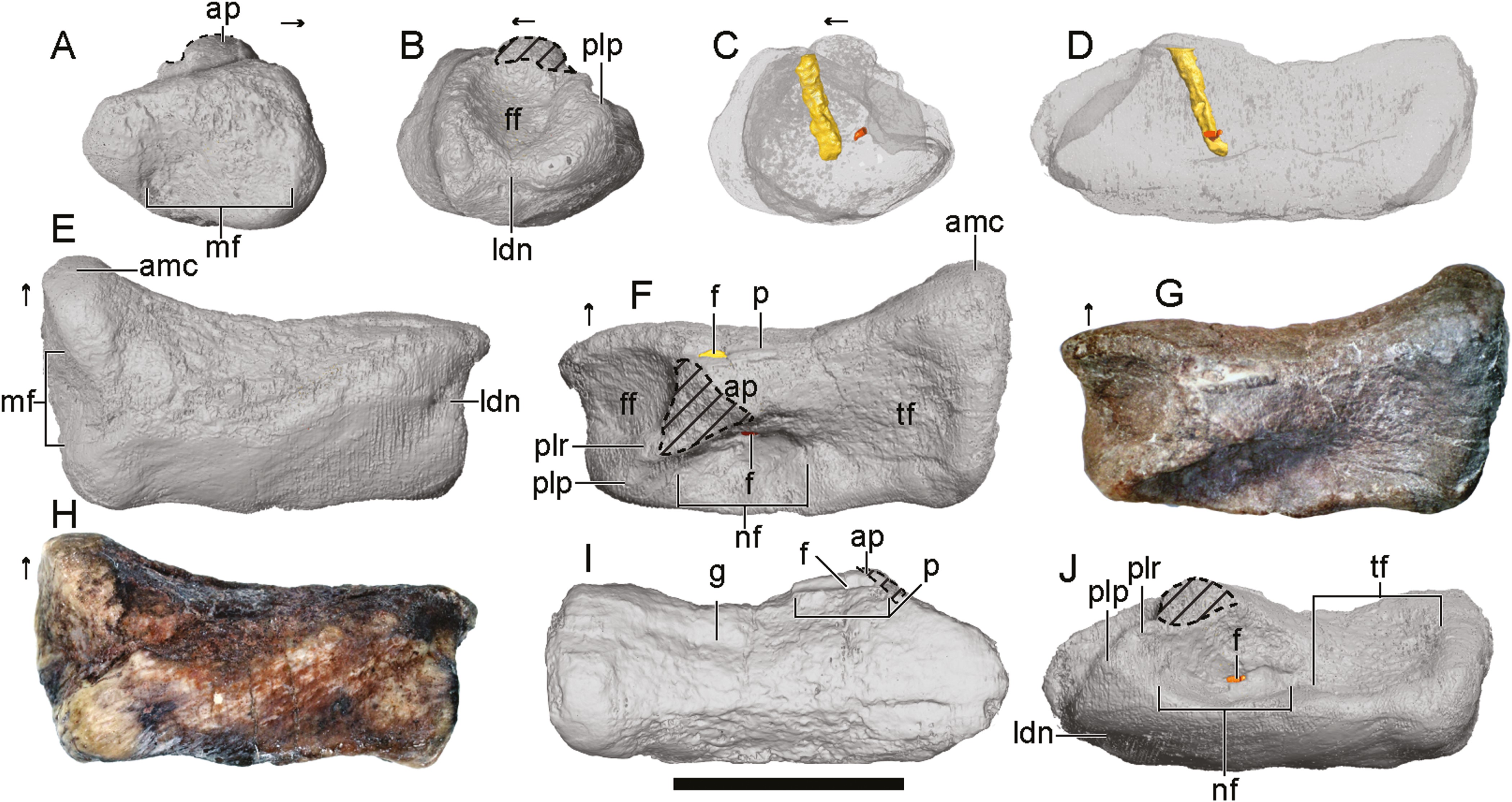 10 digitalizações dos espécimes fósseis de Ahvaytum bahndooiveche, mostrando diferentes ângulos dos ossos fossilizados.