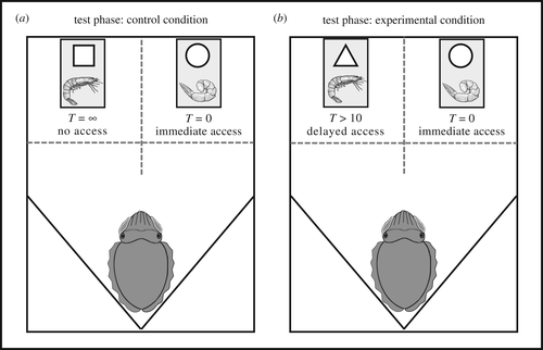 Gráfico mostrando a configuração experimental