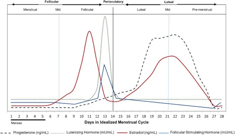 Gráfico de linhas mostrando níveis flutuantes de hormônios durante o ciclo menstrual