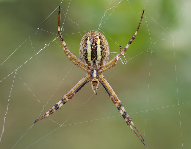 aranha vespa