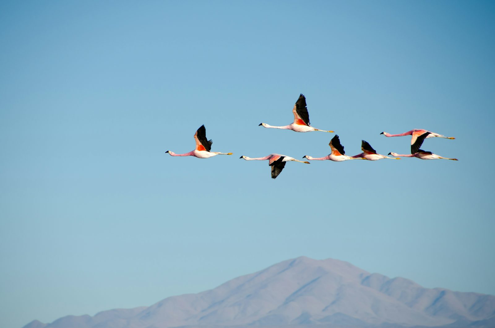 Flamingos voando em um céu azul com um pico de montanha nebuloso ao fundo