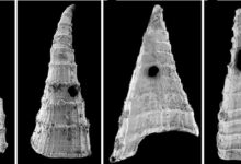 Primeira corrida armamentista evolucionária encontrada em minúsculas conchas humildes: ScienceAlert