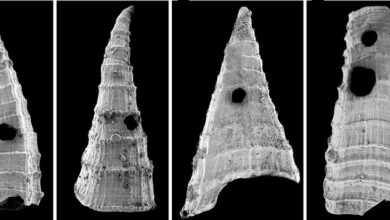 Primeira corrida armamentista evolucionária encontrada em minúsculas conchas humildes: ScienceAlert