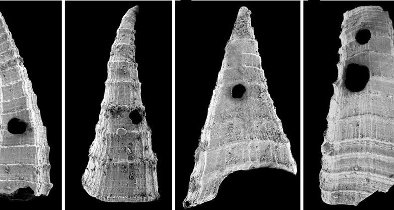 Primeira corrida armamentista evolucionária encontrada em minúsculas conchas humildes: ScienceAlert