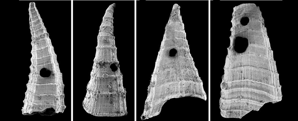 Primeira corrida armamentista evolucionária encontrada em minúsculas conchas humildes: ScienceAlert