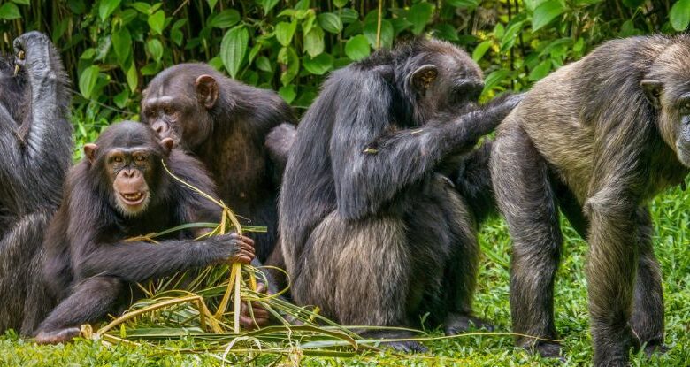 Peeing parece ser contagioso nos parentes mais próximos da humanidade: Sciencealert