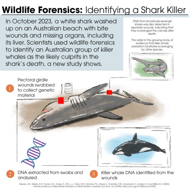 Orcas estão atacando tubarões brancos perto da Austrália, e temos o DNA para provar isso