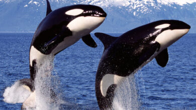 O DNA confirma o Orcas presa a um dos mais mortais predadores marinhos da Austrália: Sciencealert