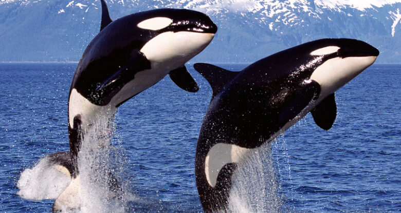 O DNA confirma o Orcas presa a um dos mais mortais predadores marinhos da Austrália: Sciencealert