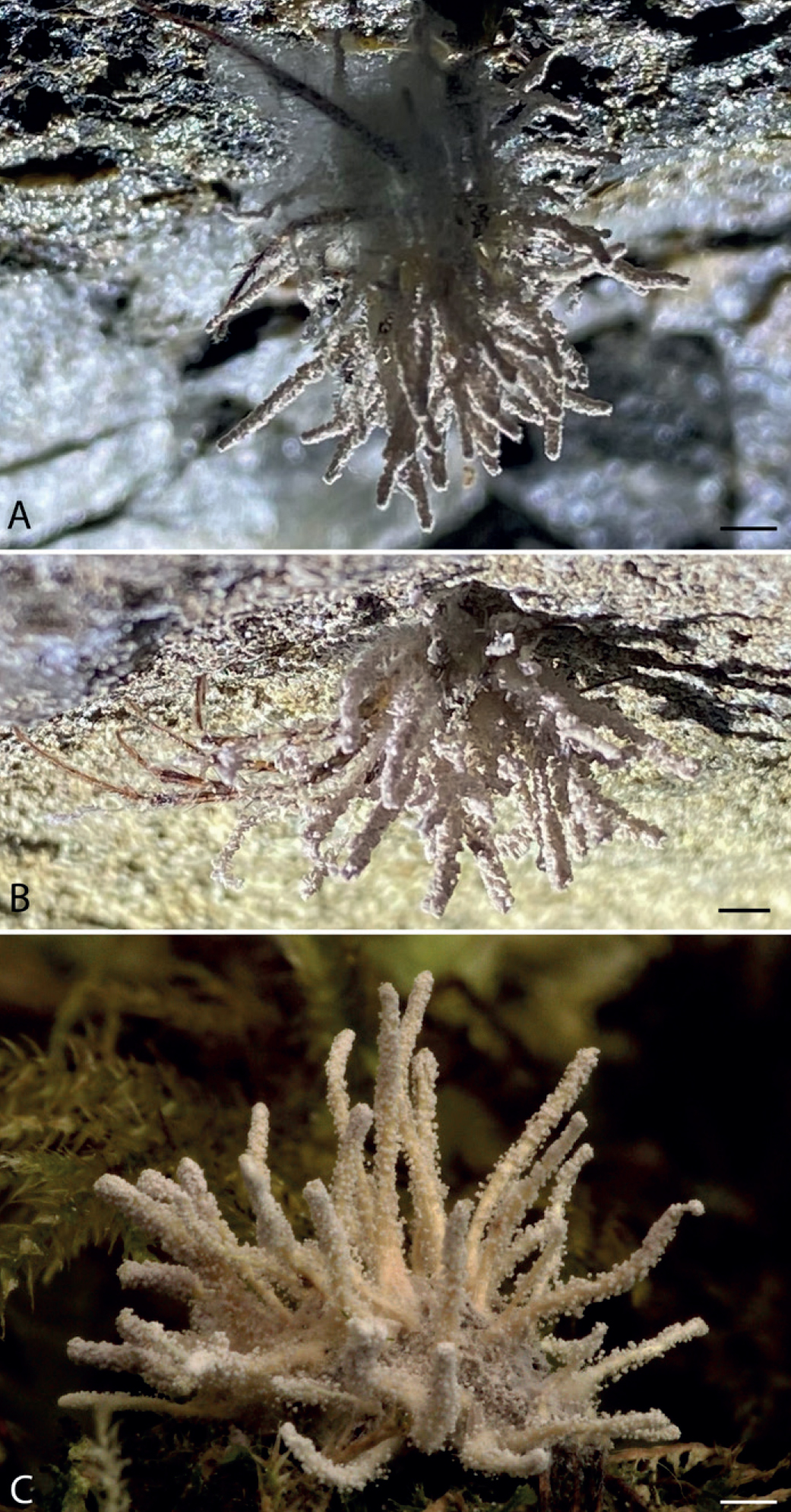 Três imagens diferentes de um grupo de fungos em forma de coral de aparência branca, dedos estreitos que se projetavam de um núcleo central. Algumas pernas de aranha também se destacam do centro do fungo. Cada fungo está em um habitat de aparência rochosa/musgo diferente.