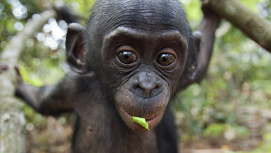 Bonobos sabe algo que você não sabe e está disposto a dizer um preço: Sciencealert