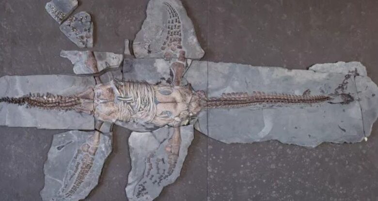 Amazing Fossil revela escalas semelhantes a tartarugas no Jurássico Plesiossaur: Sciencealert