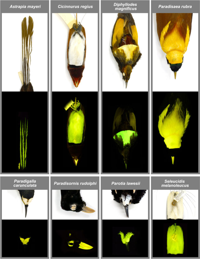 A maioria das aves de pássaros de pássaros é secretamente biofluorescente, o estudo encontra