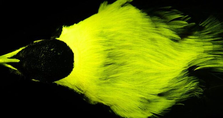 A maioria das aves de paradise é secretamente biofluorescente, o estudo encontra: Sciencealert