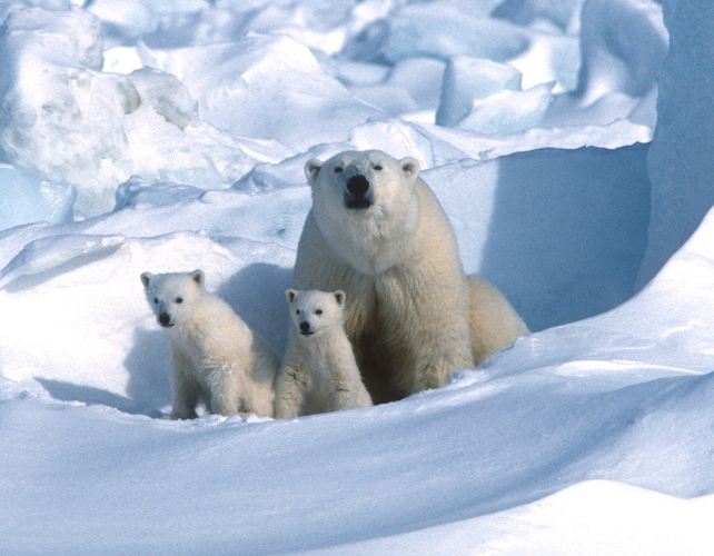 Imagens raras adoráveis ​​de filhotes de urso polar emergindo de suas covas capturadas após uma década de monitoramento