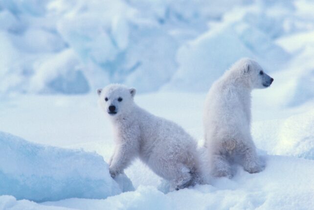 Imagens raras adoráveis ​​de filhotes de urso polar emergindo de suas covas capturadas após uma década de monitoramento