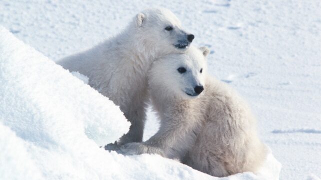 Imagens raras adoráveis ​​de filhotes de urso polar emergindo de suas covas capturadas após uma década de monitoramento