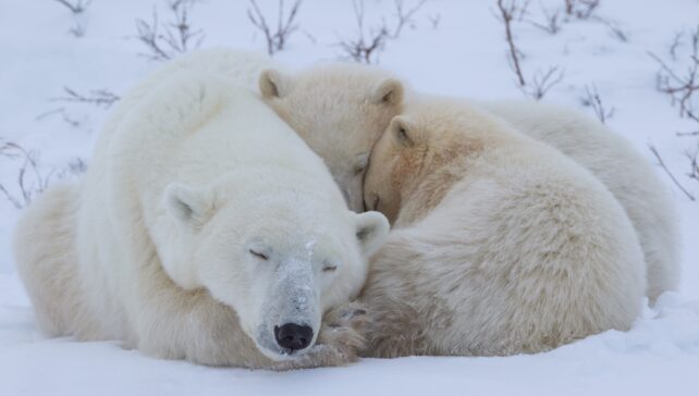 Primeira filmagem detalhada mostra os filhotes de urso polar emergindo de dens