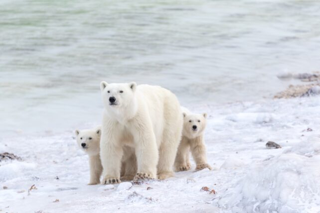 Imagens raras adoráveis ​​de filhotes de urso polar emergindo de suas covas capturadas após uma década de monitoramento