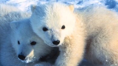 Primeira filmagem detalhada mostra os filhotes de urso polar emergindo de dens: sciencealert