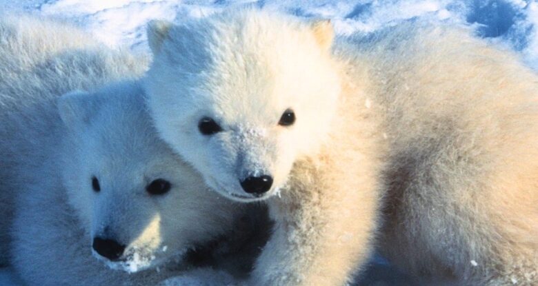 Primeira filmagem detalhada mostra os filhotes de urso polar emergindo de dens: sciencealert