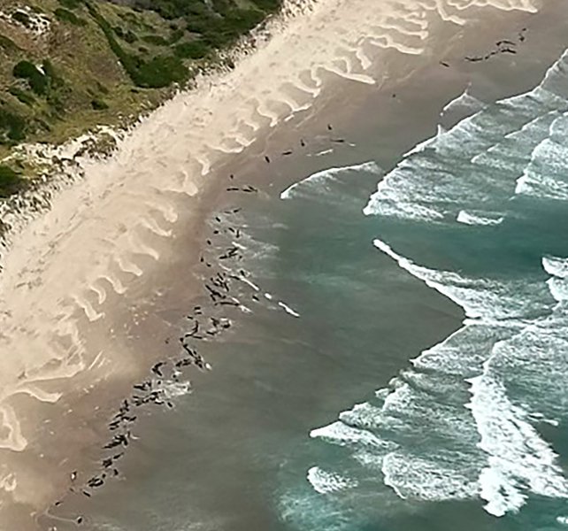 Tiro aéreo de golfinhos em uma praia da Tasmânia