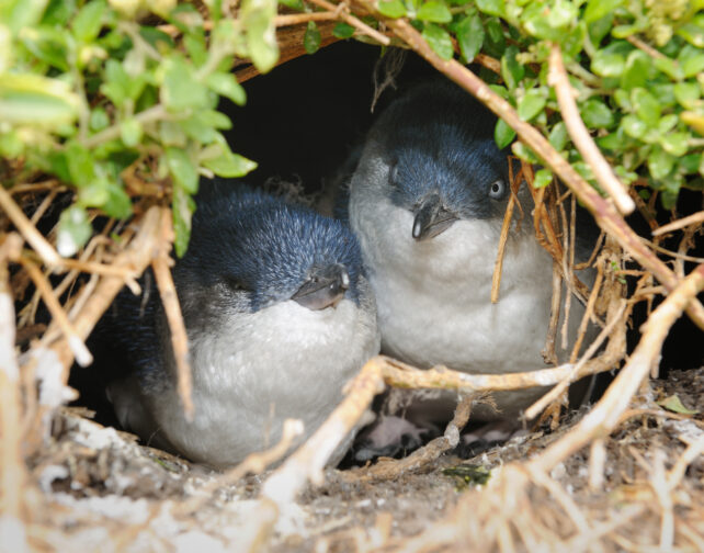 Pequenos pinguins