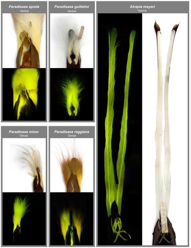 Bird of Paradise Biofluorescent