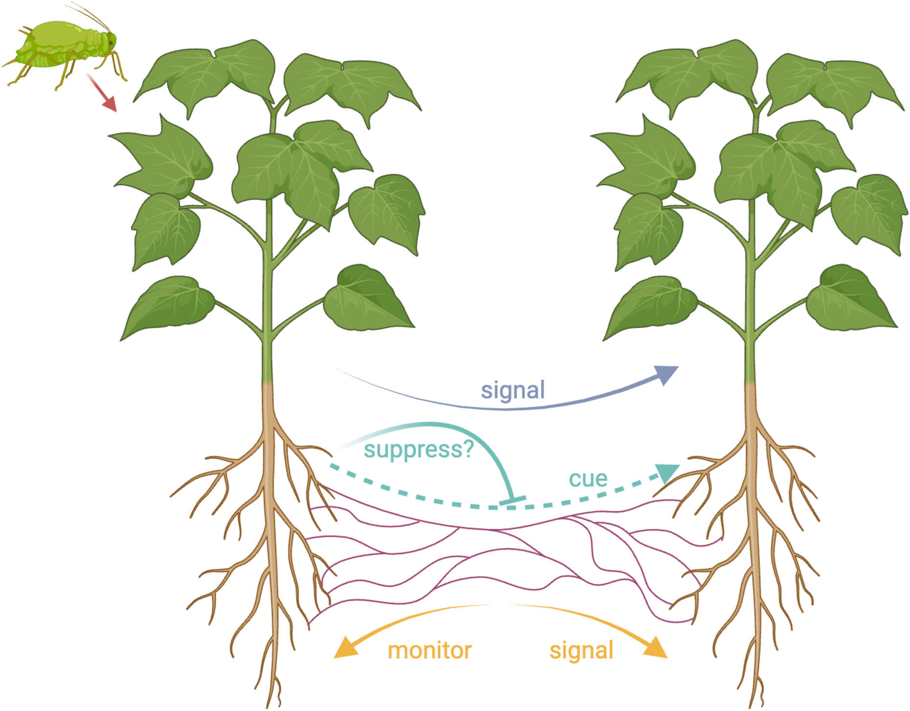 O diagrama mostra a seção transversal de duas plantas lado a lado, suas raízes conectadas por uma rede de fungos. A planta do lado esquerdo está sendo atacada por um pulgão. Uma seta da planta esquerda para a direita é rotulada como 'sinal'. Outra seta de linha pontilhada, da esquerda para a direita, é rotulada como 'sugestão' e 'suprimir?'. Duas setas emitem dos fungos, um apontando para cada raiz da planta. Estes são rotulados como 'monitor' e 'sinal'. 