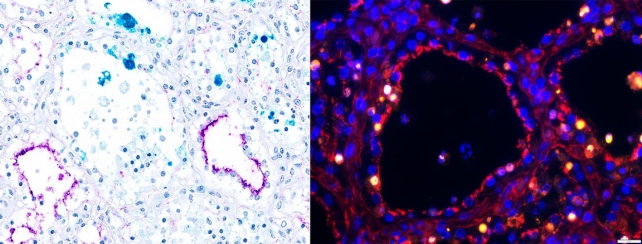 Imagens de microscópio