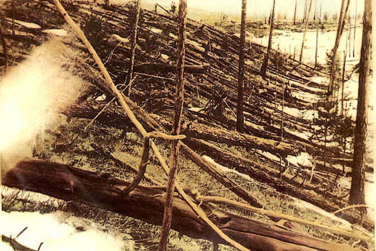 Foto antiga de árvores achatadas em uma floresta.