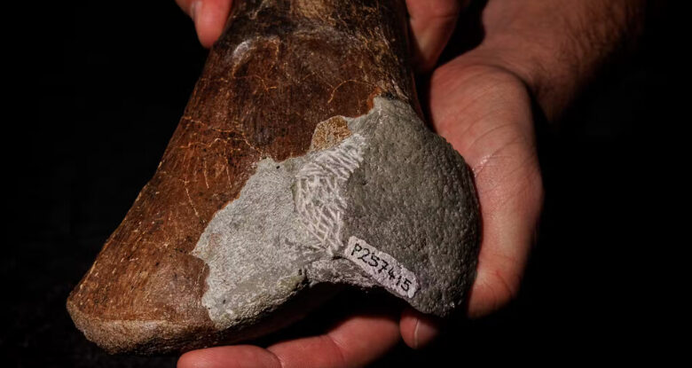 Fósseis antigos revelam uma verdade surpreendente sobre dinossauros australianos: Sciencealert