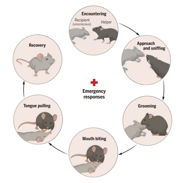 Diagrama do comportamento do mouse durante a ressuscitação do mouse para camundongos