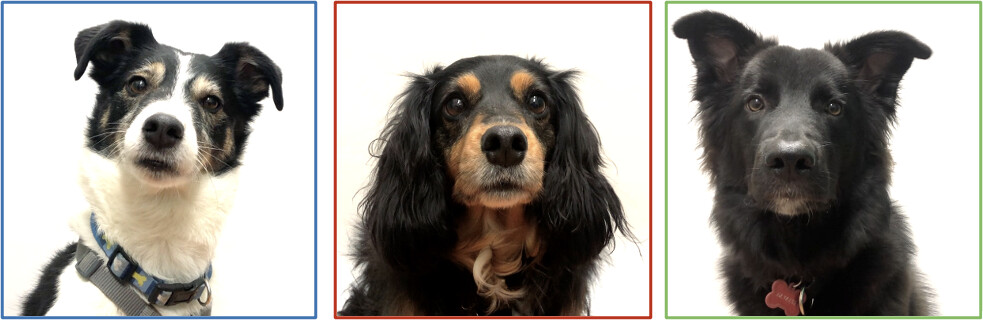 Três imagens quadradas dos rostos de cachorro são mostradas lado a lado, todas olhando para a câmera. A esquerda é um retrato de um cachorro parecido com um terrier em um fundo branco, com um contorno quadrado azul. Center é um retrato de um cão do tipo cocker spaniel, fundo branco, contorno quadrado vermelho. A direita é um cachorro preto de border collie mix, fundo branco, contorno quadrado verde.