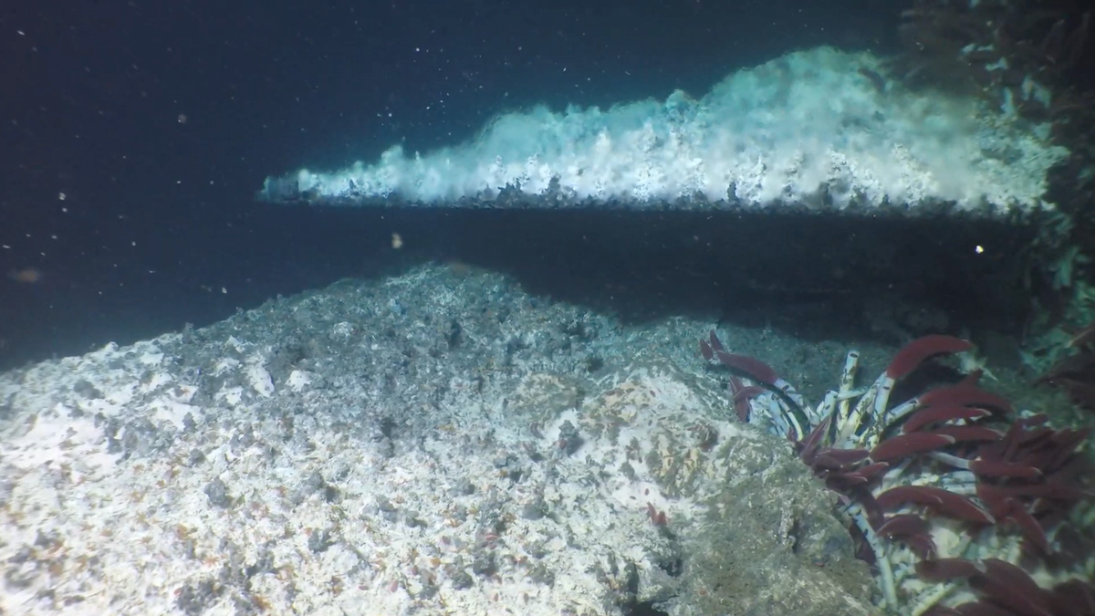 Uma foto de um afloramento rochoso no oceano profundo, com uma nuvem de água borbulhante turbulenta que se estende horizontalmente acima dela. Um cluster de vermes do tubo vermelho está no lado direito da imagem.