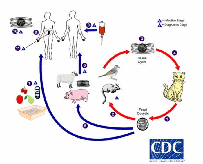 Diagrama mostrando o ciclo de infecções por toxoplasmose