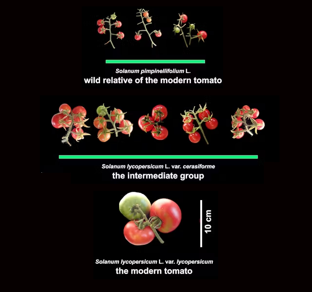 Os cientistas acabaram de descobrir como os tomates não nos matam